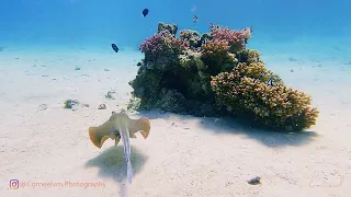 Corneelvm, Safaga